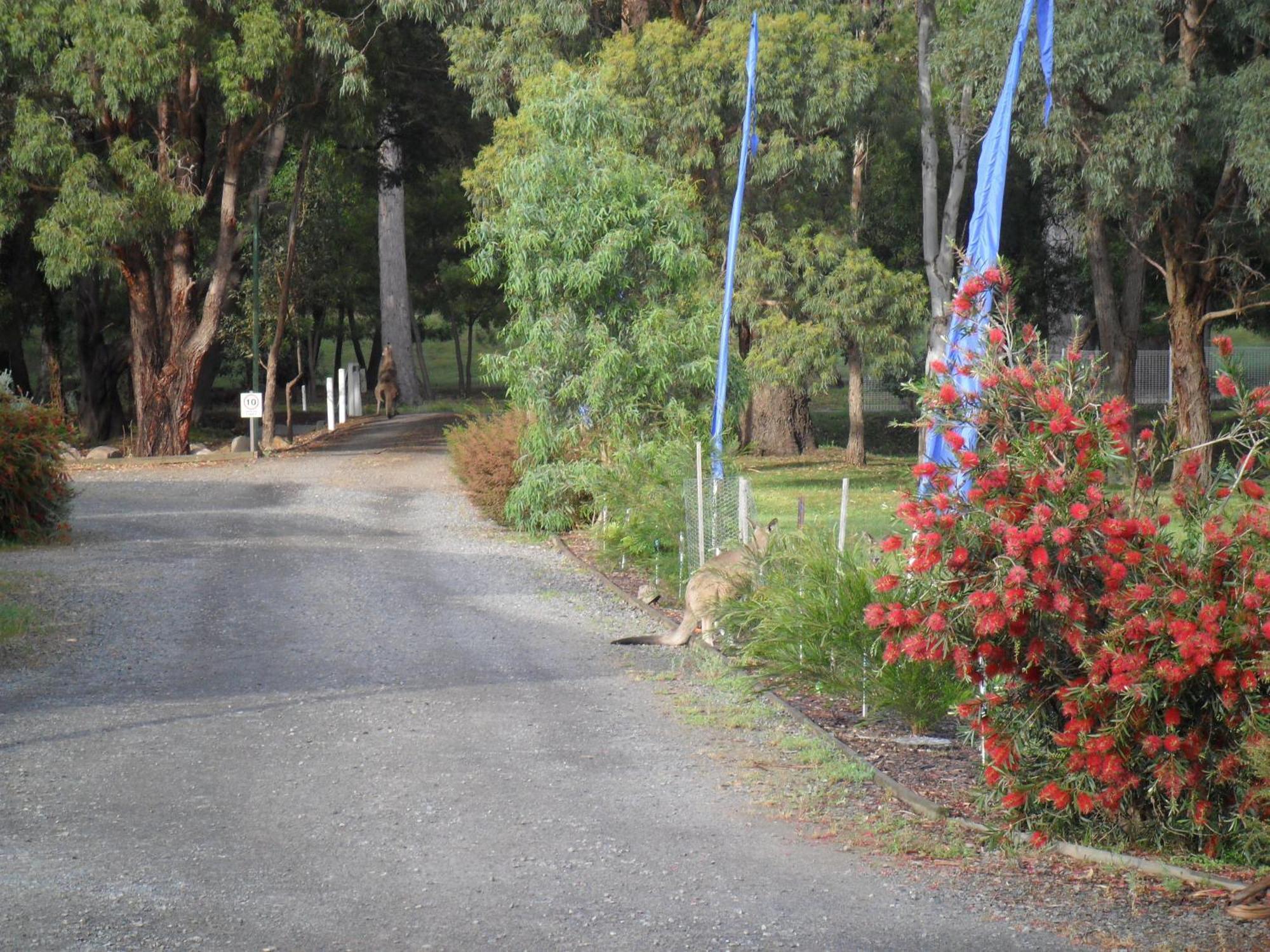 Grampians Chalets Halls Gap Exterior foto